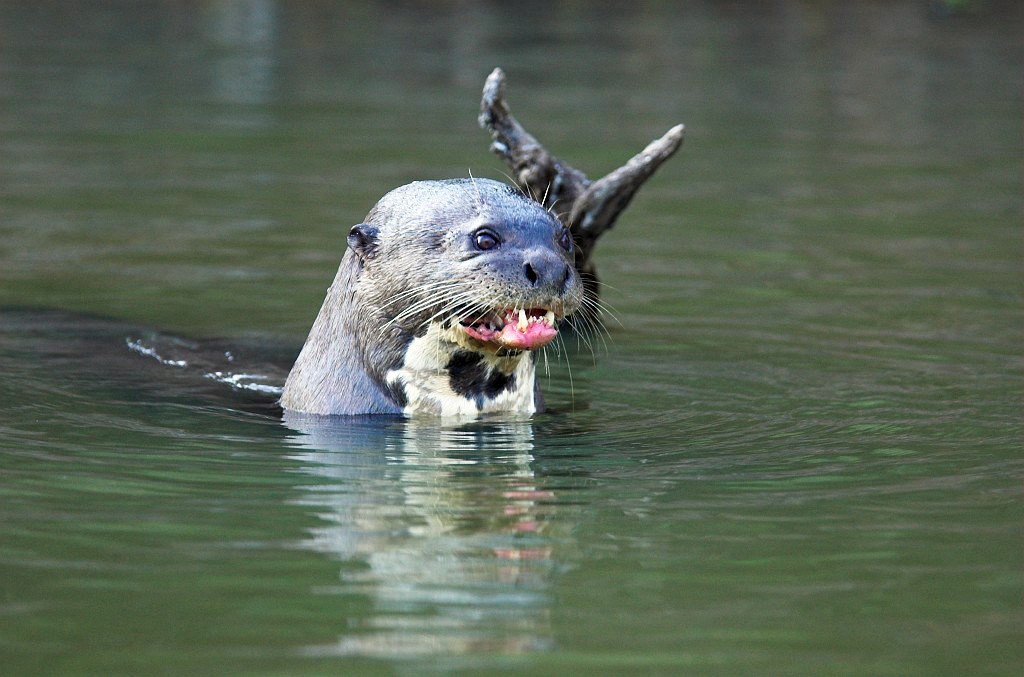 Giant Otter03-01.jpg - Giant Otter (Pteronura brasiliensis), Transpantaneria Brazil 2005